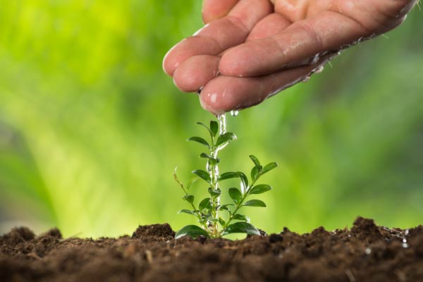 Estie laoreet ornare 