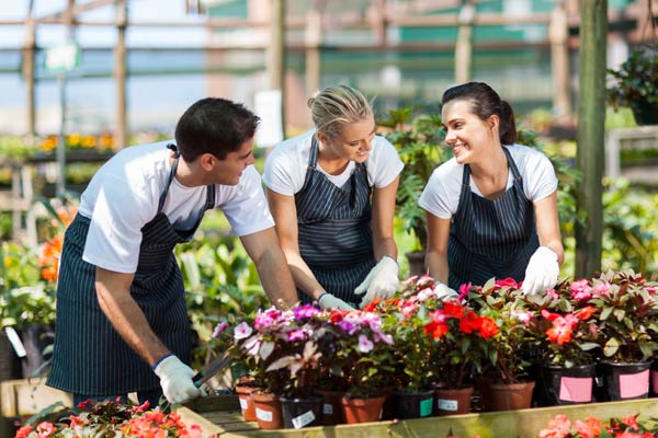 ipsum sapien atisest